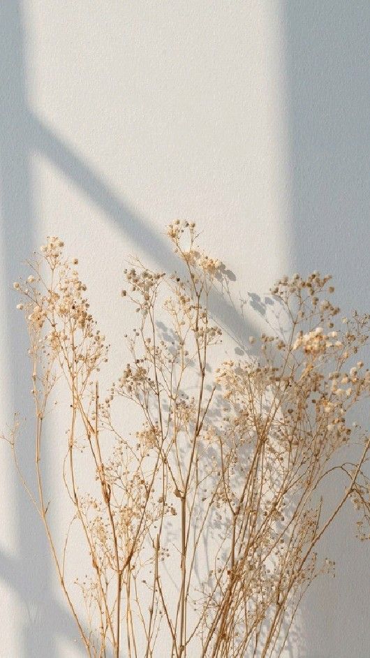 Light and shadow play with baby's breath florals