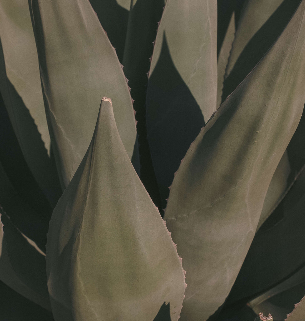 Desert aloe plant with muted green leaves